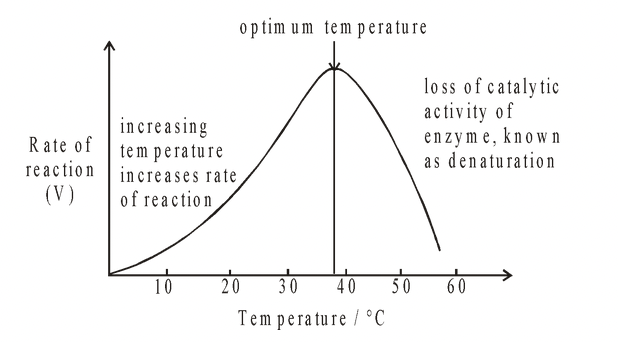 Factors affecting the Rate of Enzyme